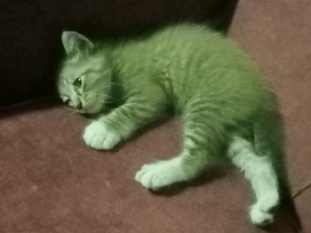 Imej dimuat naik oleh Nazri