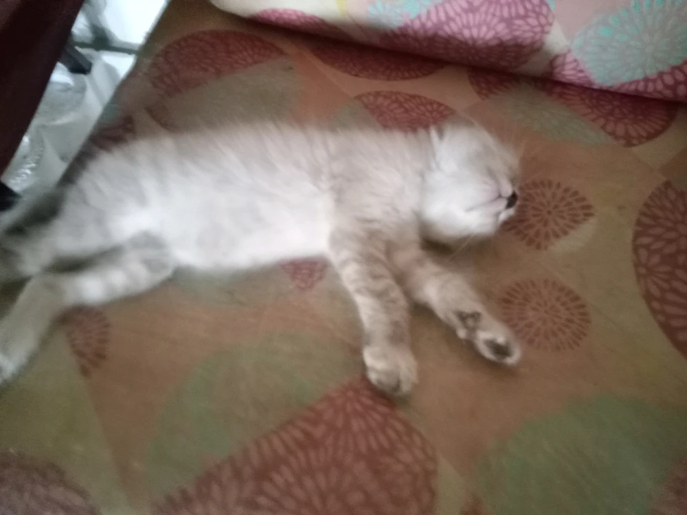 Imej dimuat naik oleh Nazri