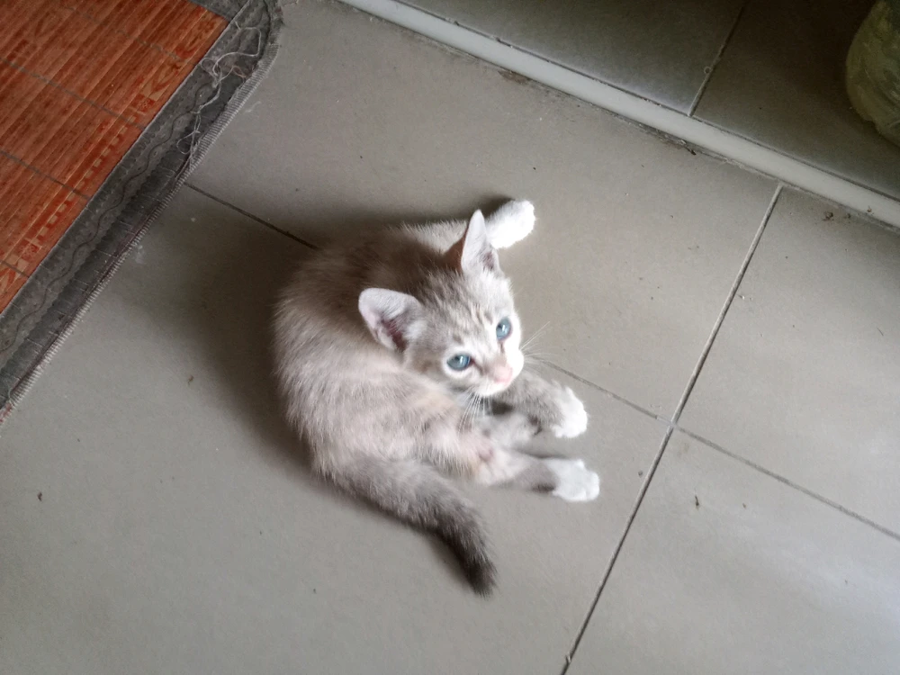 Imej dimuat naik oleh Nazri