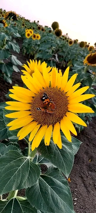 Bonjour 🌻🇩🇿