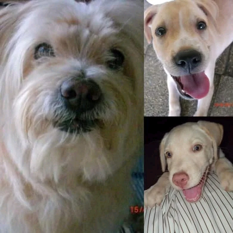 GIF subido por Nicole