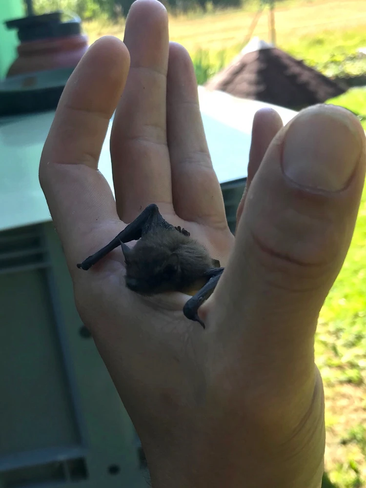 Obrázek nahrál Pavel