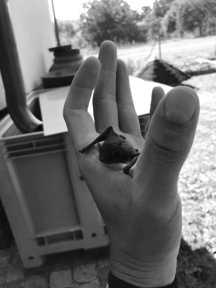 Obrázek nahrál Pavel