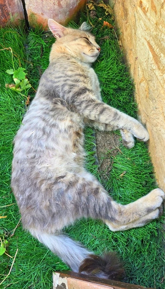 GIF качен от Zdravko