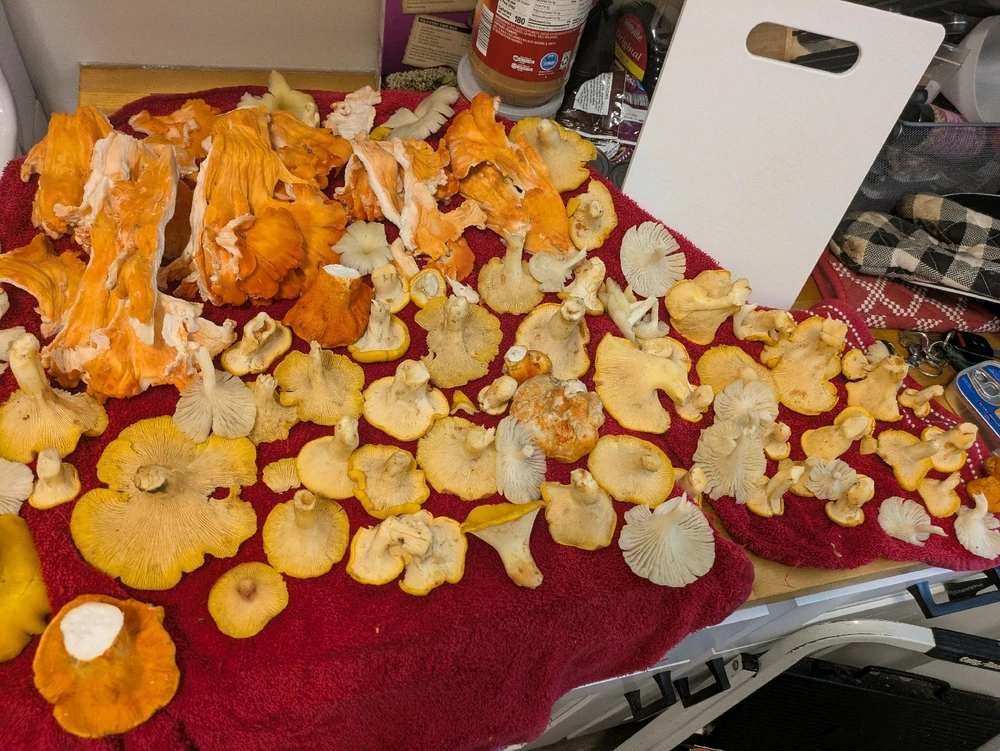 GIF uploaded by Sirius