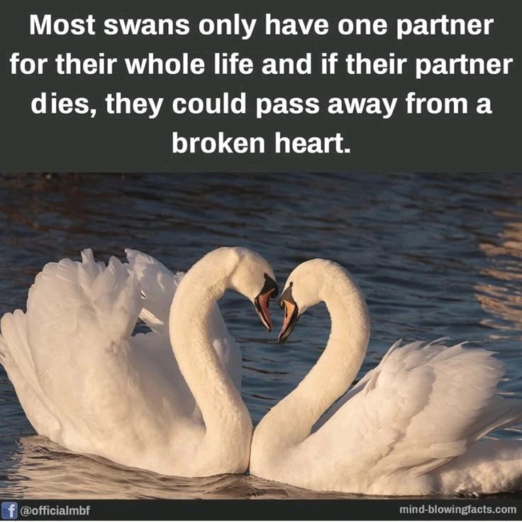 GIF diunggah dening Cherssie