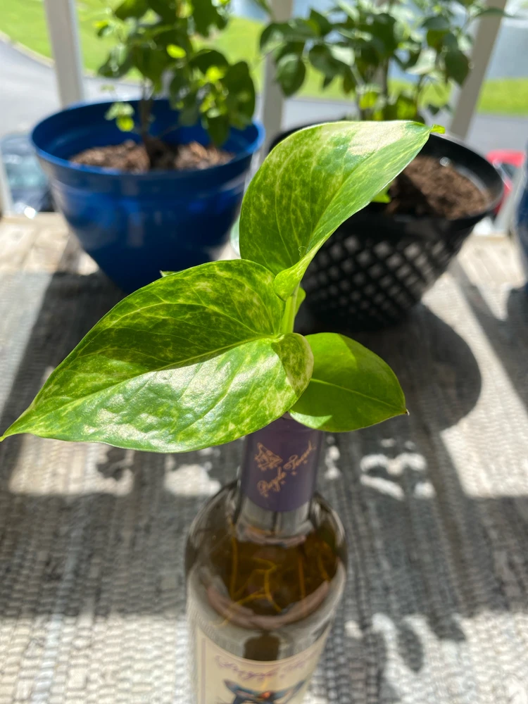 Image uploaded by Sirena