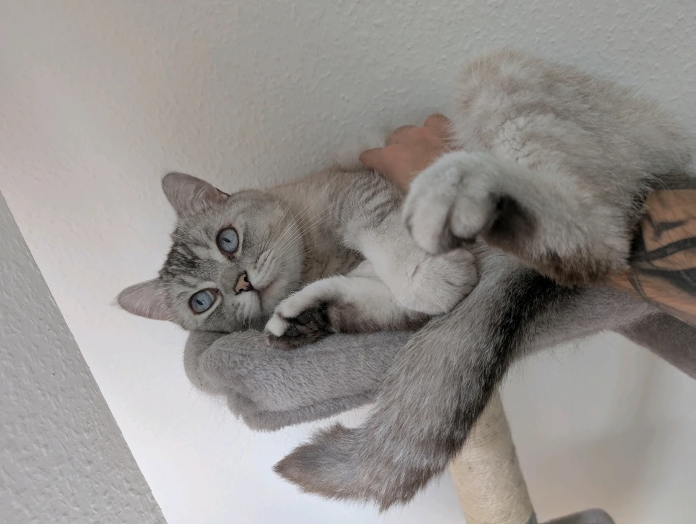 GIF hochgeladen von Rafael