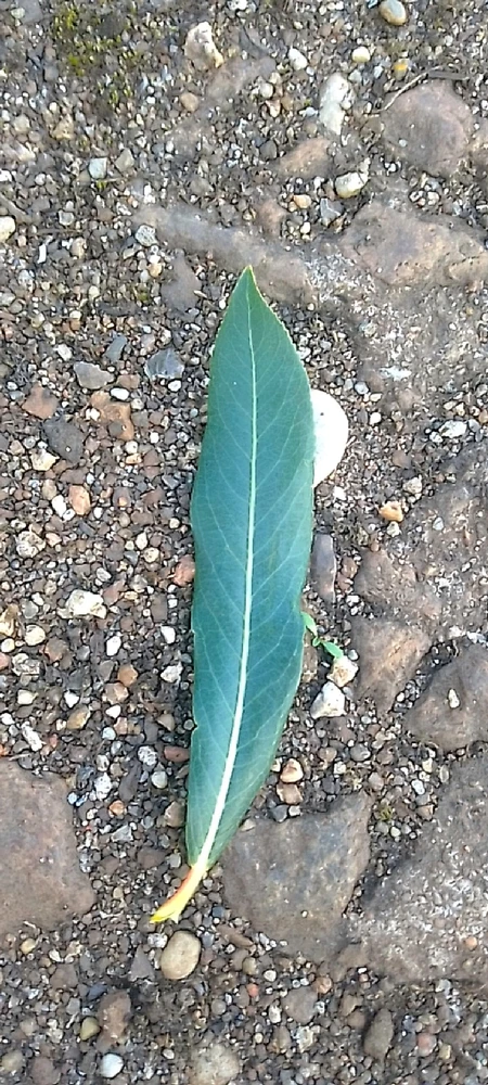 Image uploaded by Ева (Eva)