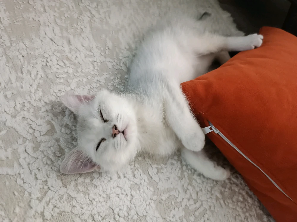 Aspex tarafından yüklenen GIF