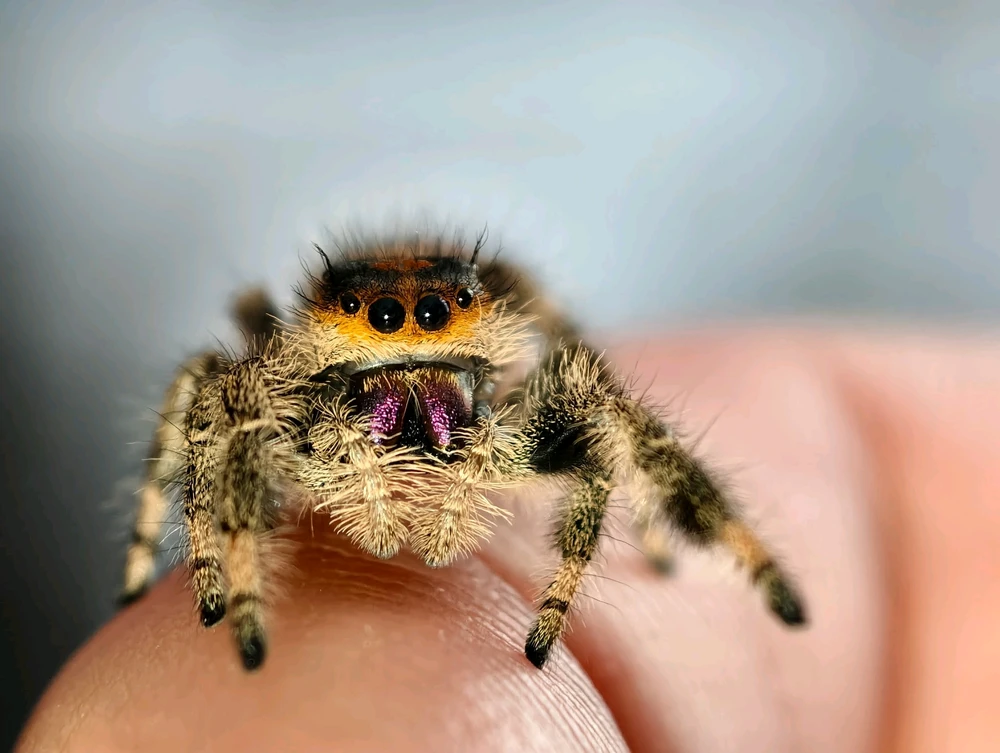 Had to share my little one, Shantae!