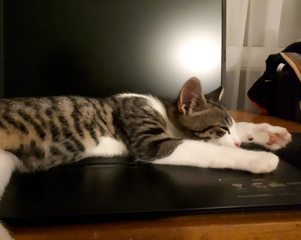 Tamás által feltöltött GIF