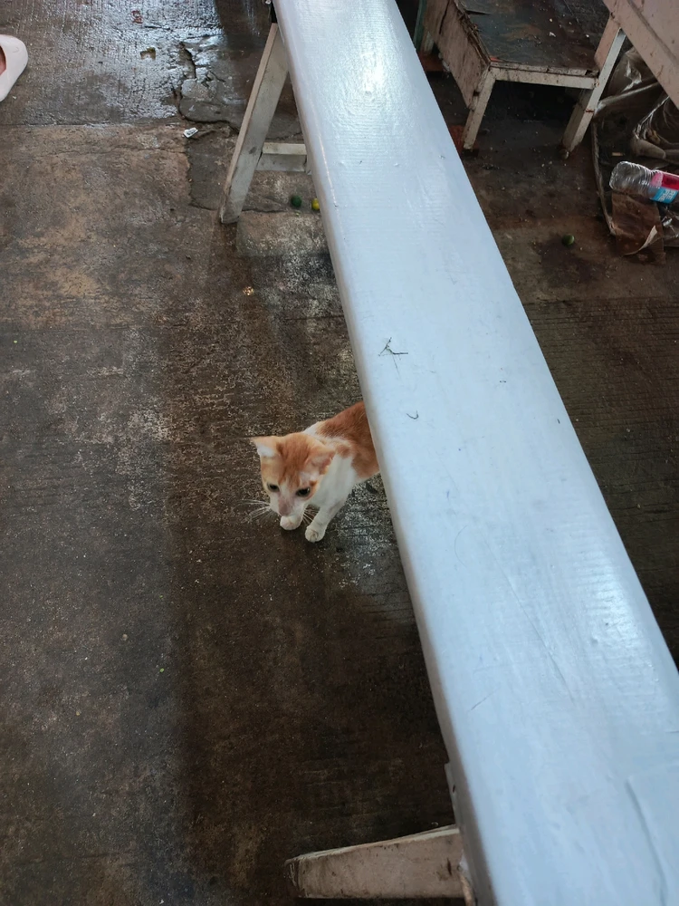 Image uploaded by Tel