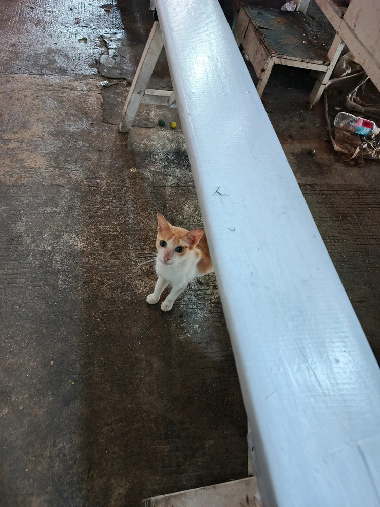 Image uploaded by Tel