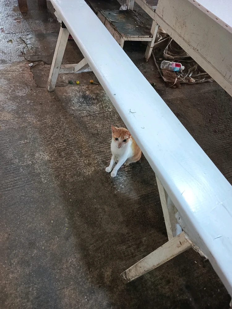 Image uploaded by Tel