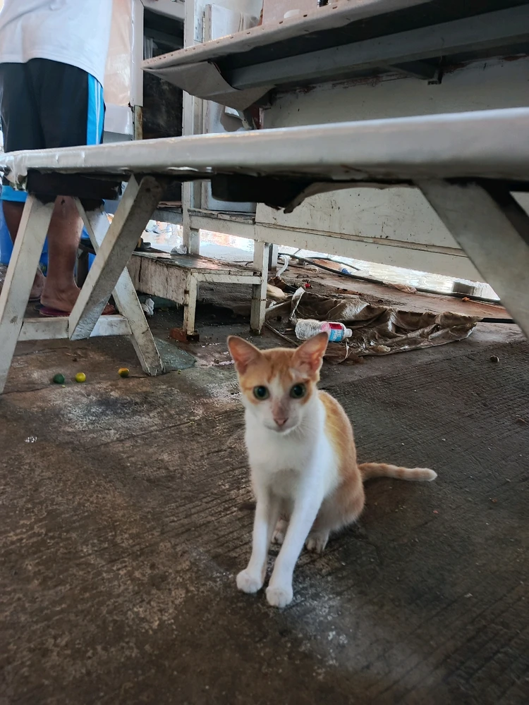 Image uploaded by Tel