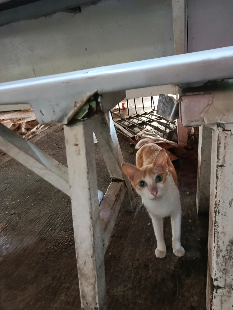 Image uploaded by Tel