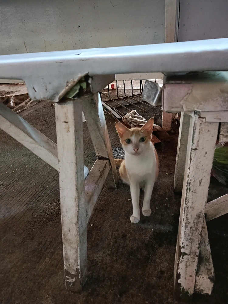 Image uploaded by Tel