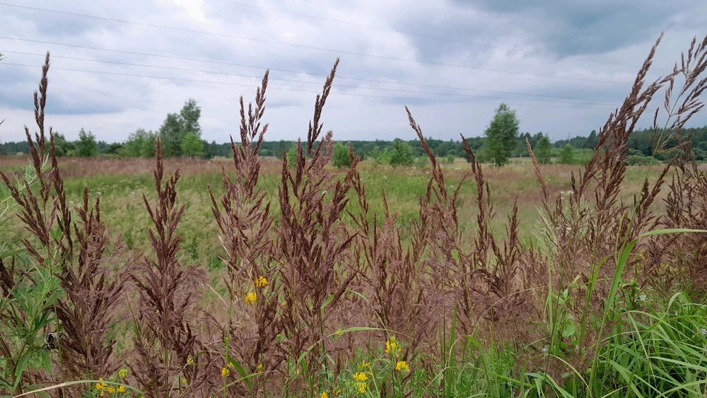 Путешествие в деревню. Из Смоленска в Городище)