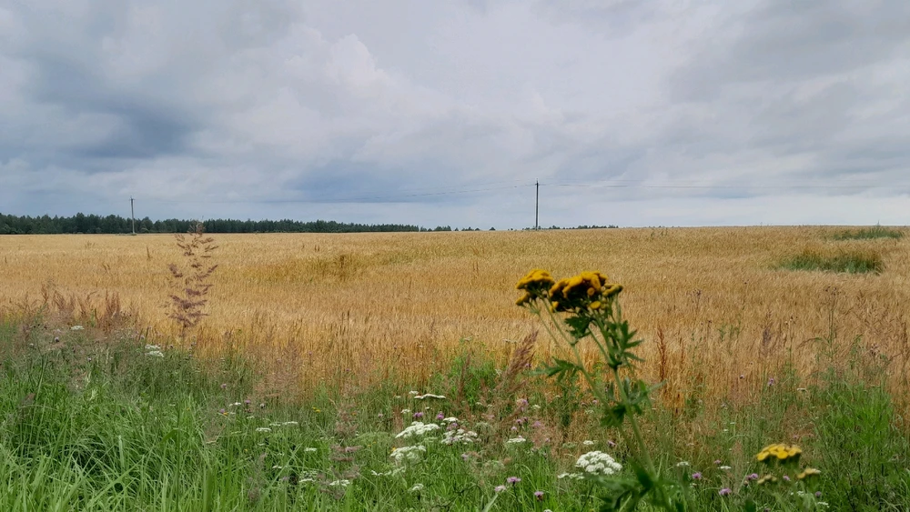 Путешествие в деревню. Из Смоленска в Городище)