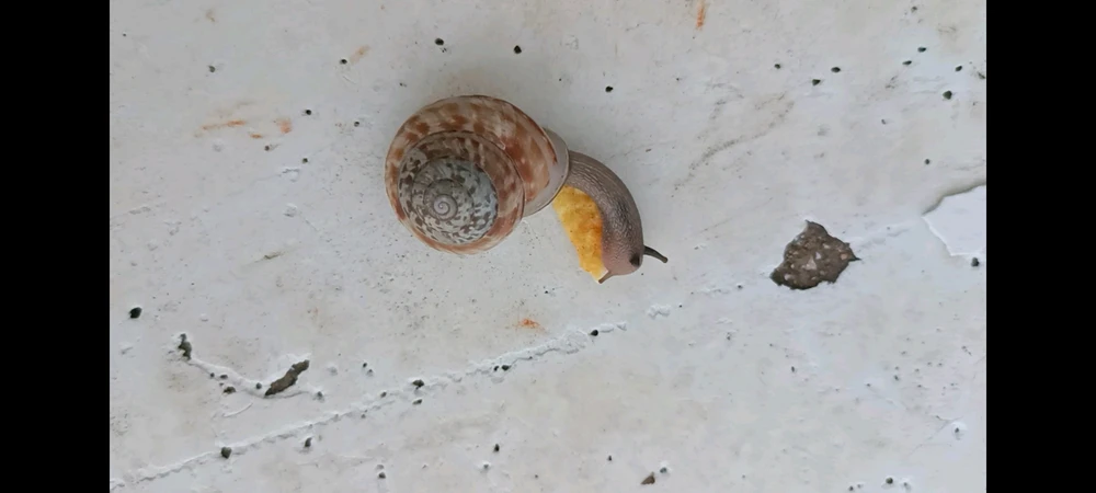 Does anyone know for absolutely sure what snail this is? It's eating a chip BTW hahaha