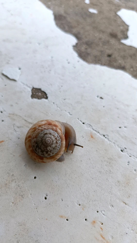 Does anyone know for absolutely sure what snail this is? It's eating a chip BTW hahaha