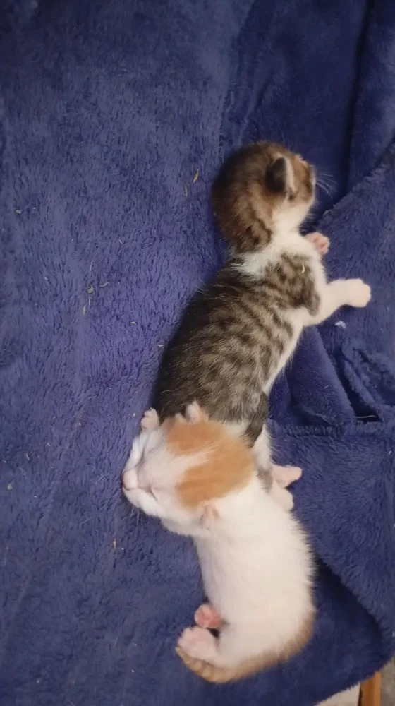 Image uploaded by Ayoub