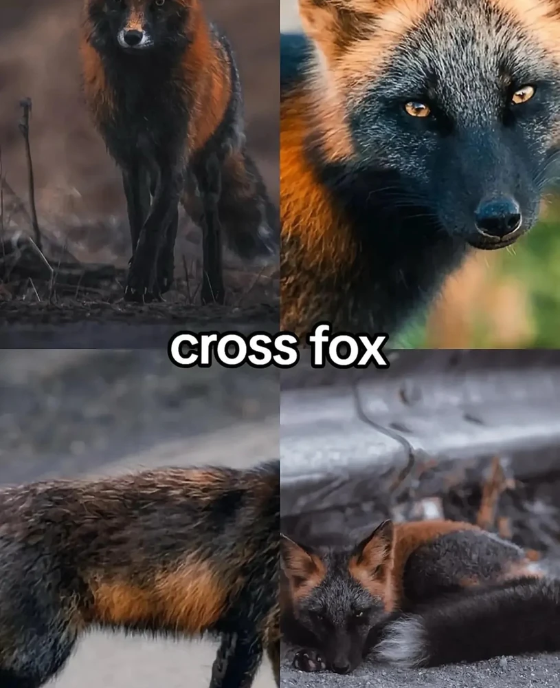 Image uploaded by 🌙✨ℳℯ𝓁𝒶𝓃𝒾𝓆𝓊ℯ✨🌙