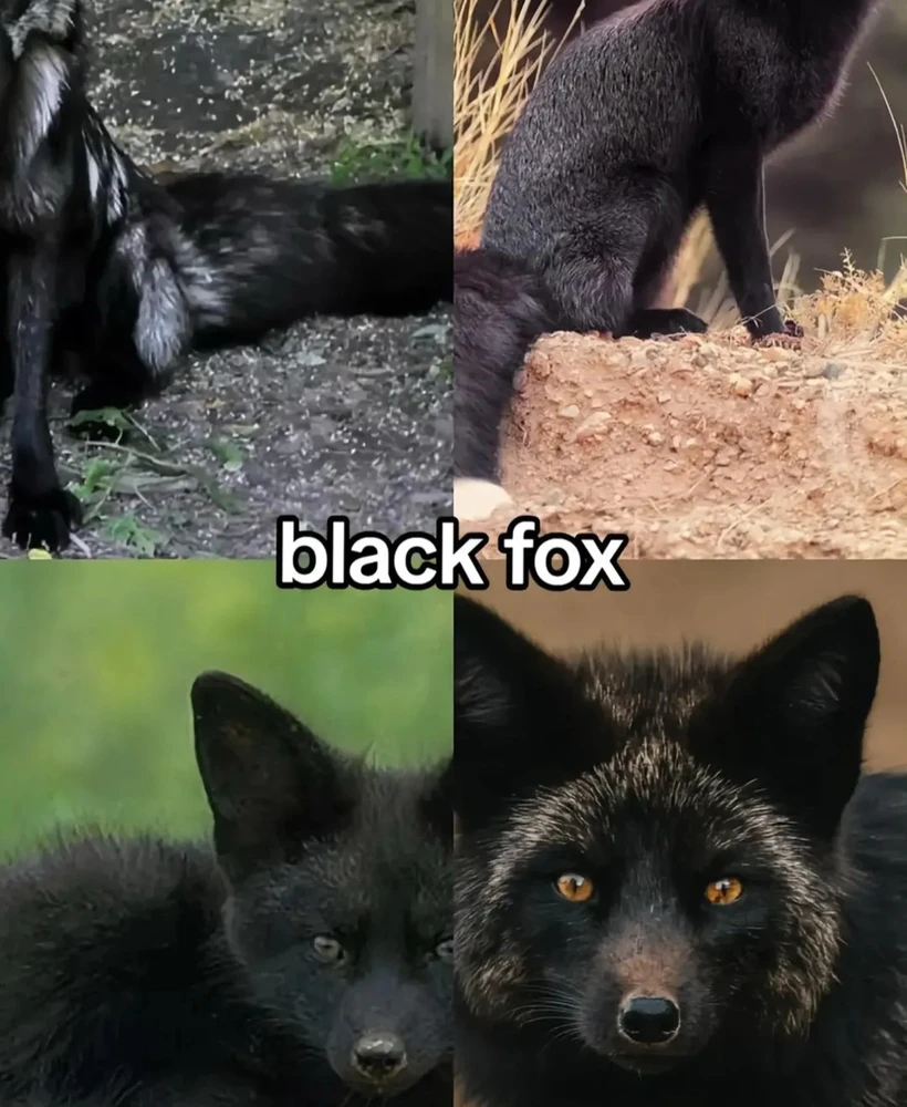 Image uploaded by 🌙✨ℳℯ𝓁𝒶𝓃𝒾𝓆𝓊ℯ✨🌙