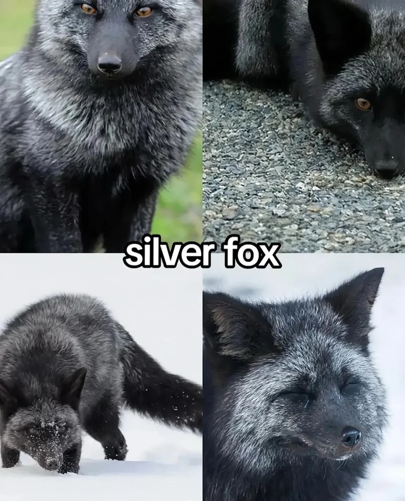 Image uploaded by 🌙✨ℳℯ𝓁𝒶𝓃𝒾𝓆𝓊ℯ✨🌙