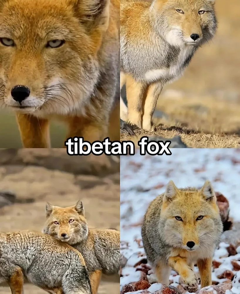 Image uploaded by 🌙✨ℳℯ𝓁𝒶𝓃𝒾𝓆𝓊ℯ✨🌙