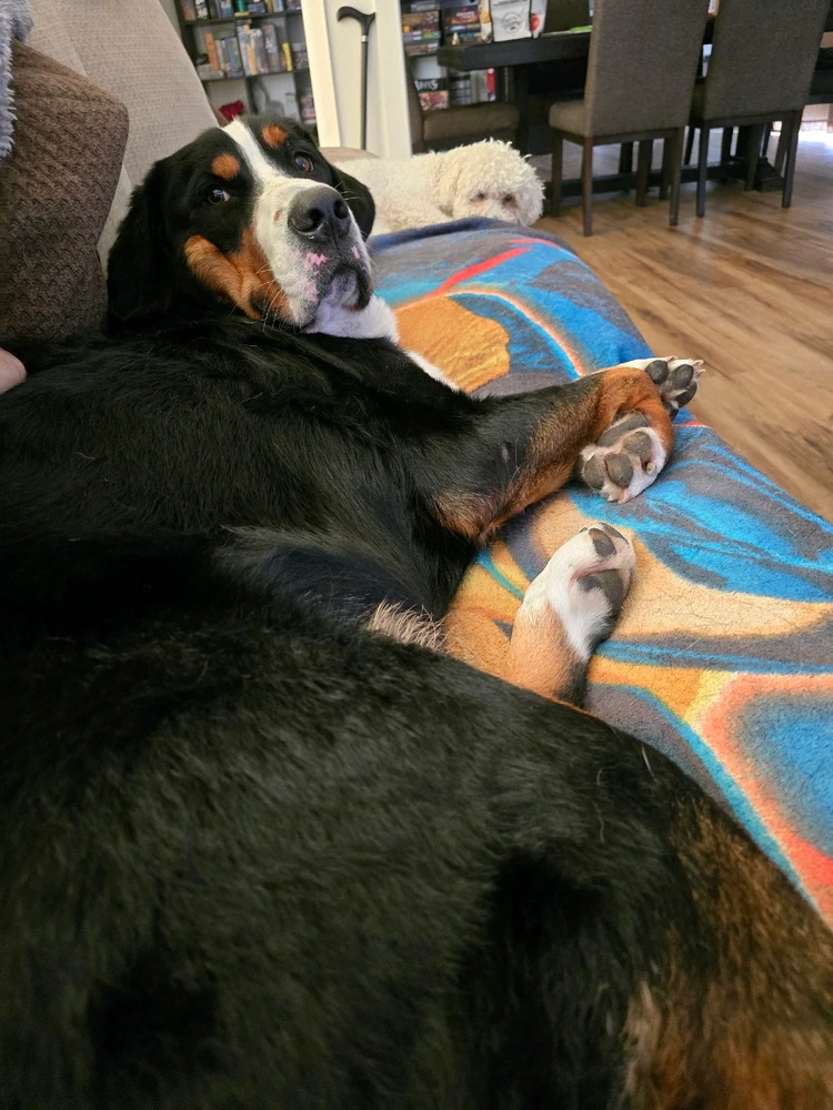 GIF uploaded by Harp