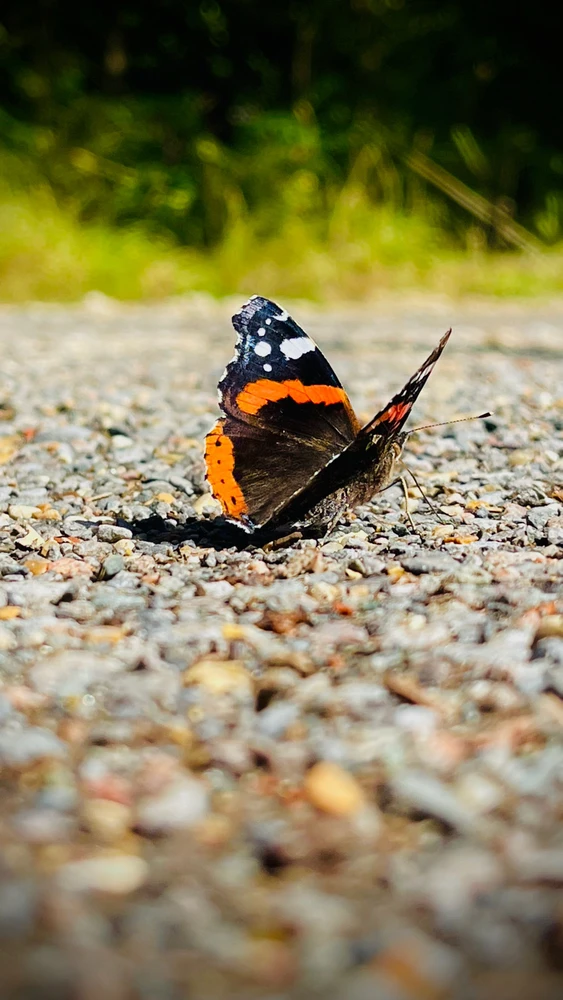 Image uploaded by Sylvia