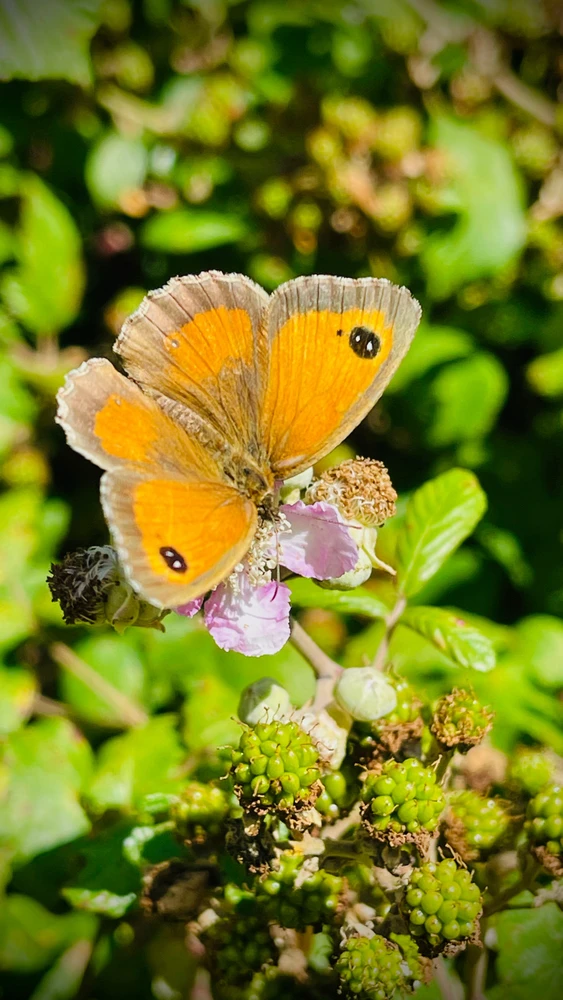 Image uploaded by Sylvia