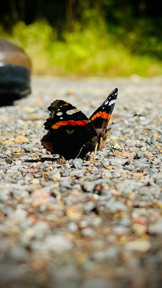 Image uploaded by Sylvia