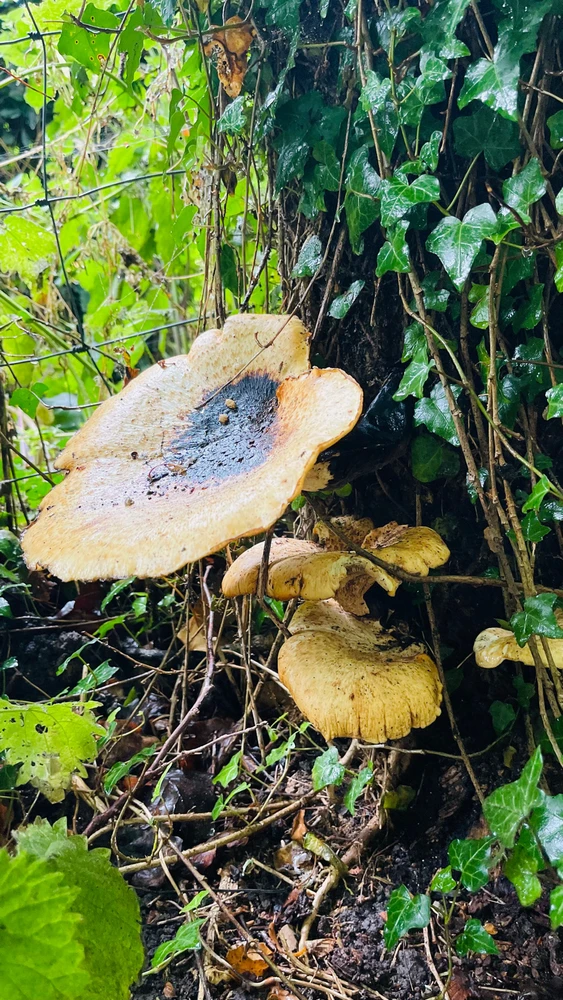 Image uploaded by Sylvia