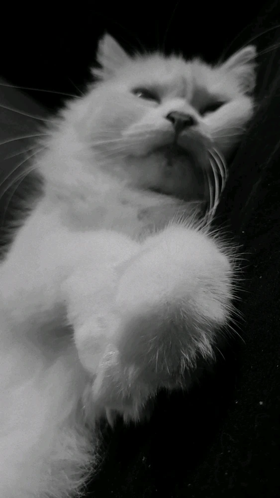 GIF uploaded by Alessandra Krueger