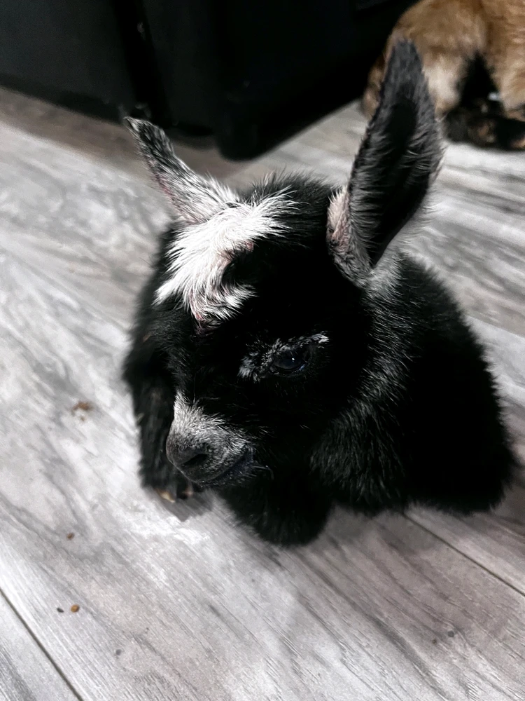 GIF uploaded by Joseph