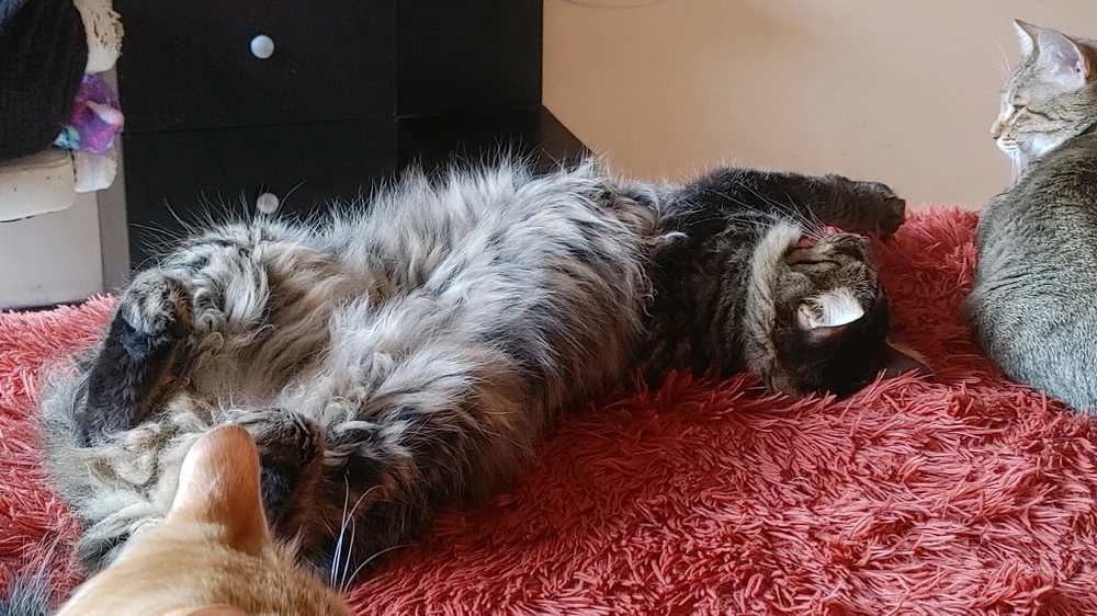 Habanero sleeps like a king!