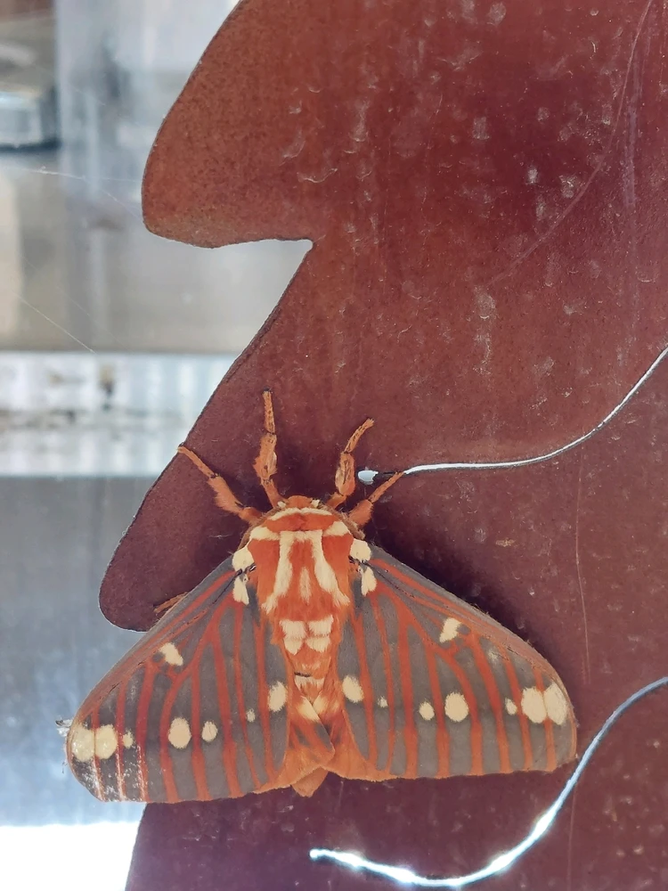 GIF uploaded by Jonathan