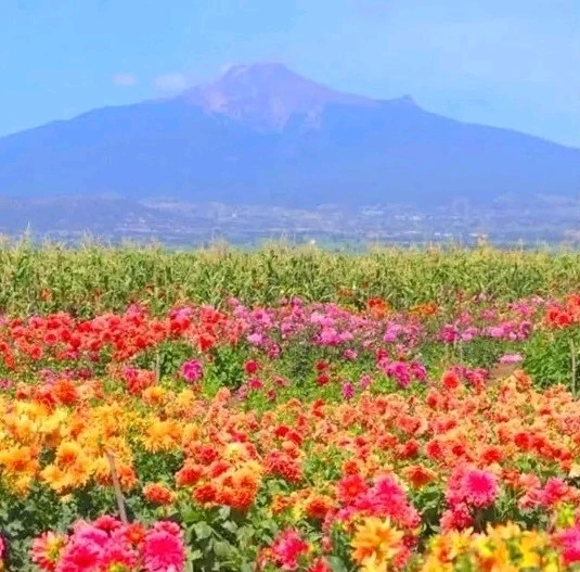 Huamantla, Tlaxcala 🇲🇽