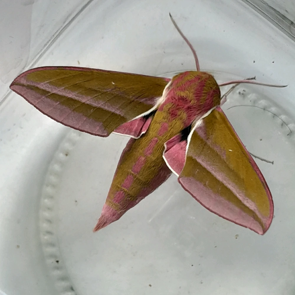 Гіфку завантажив OLENA