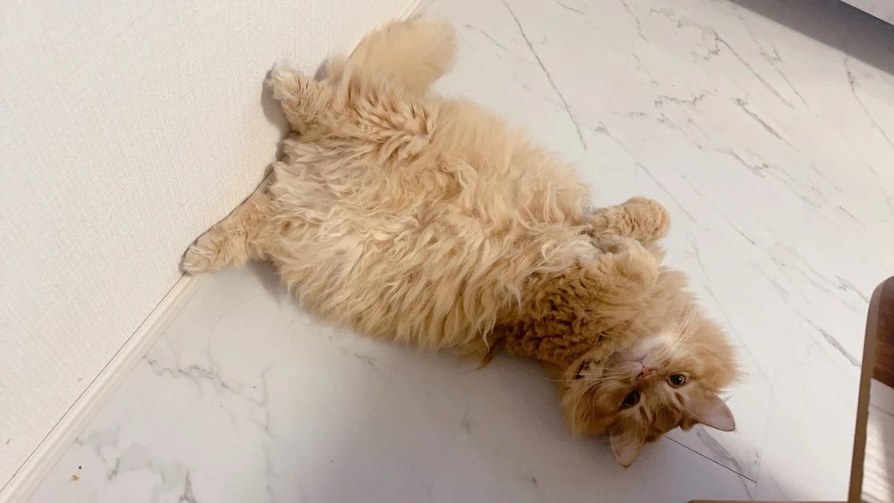 リヤがアップロードしたGIF