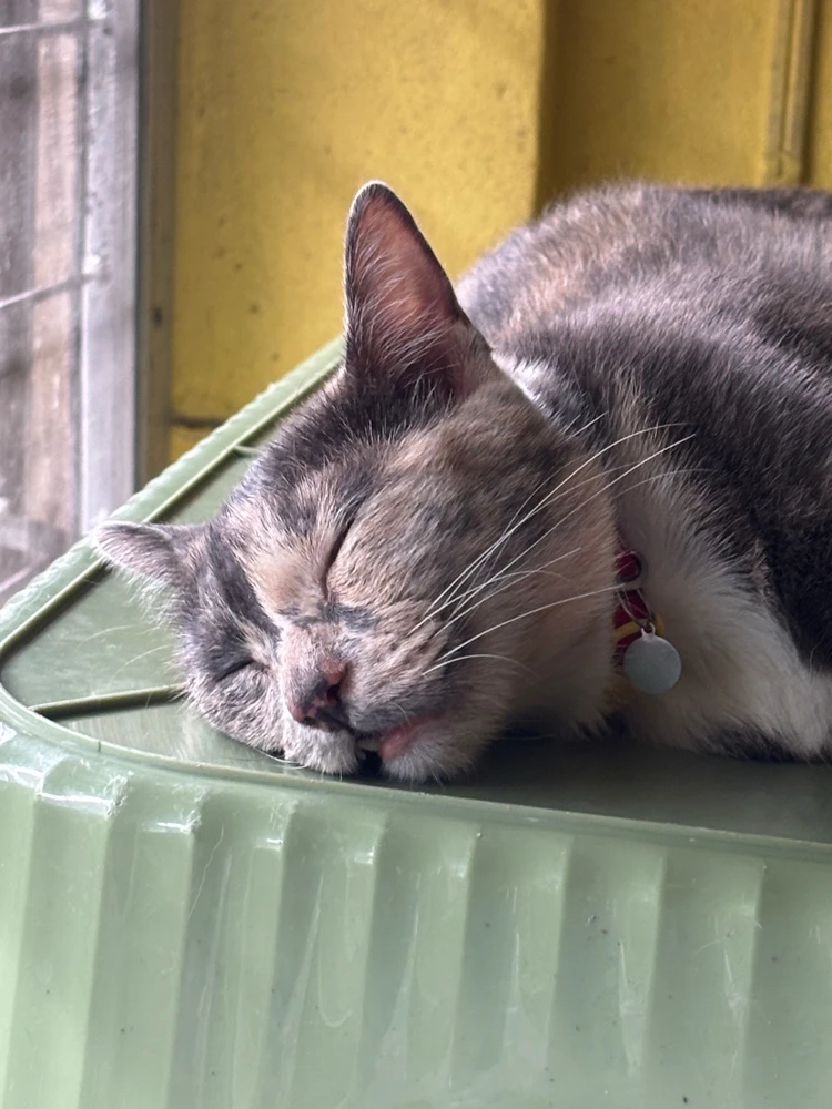 GIF uploaded by Pat♡