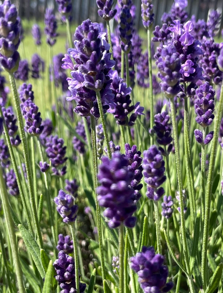 Image uploaded by Olga