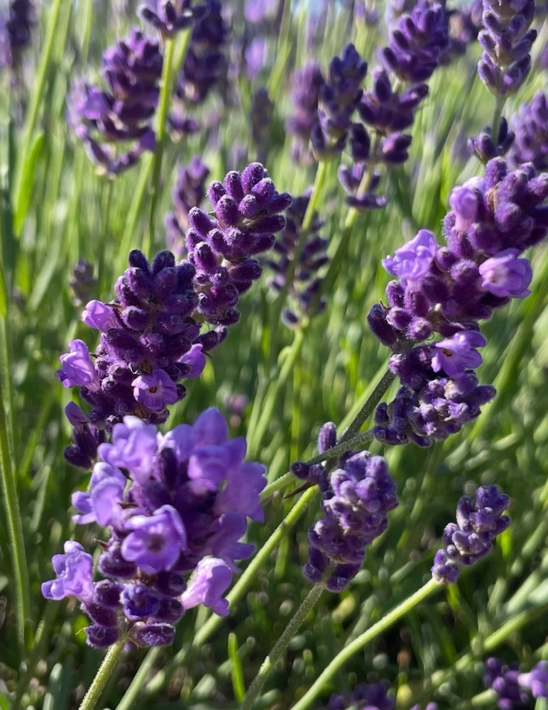 Image uploaded by Olga