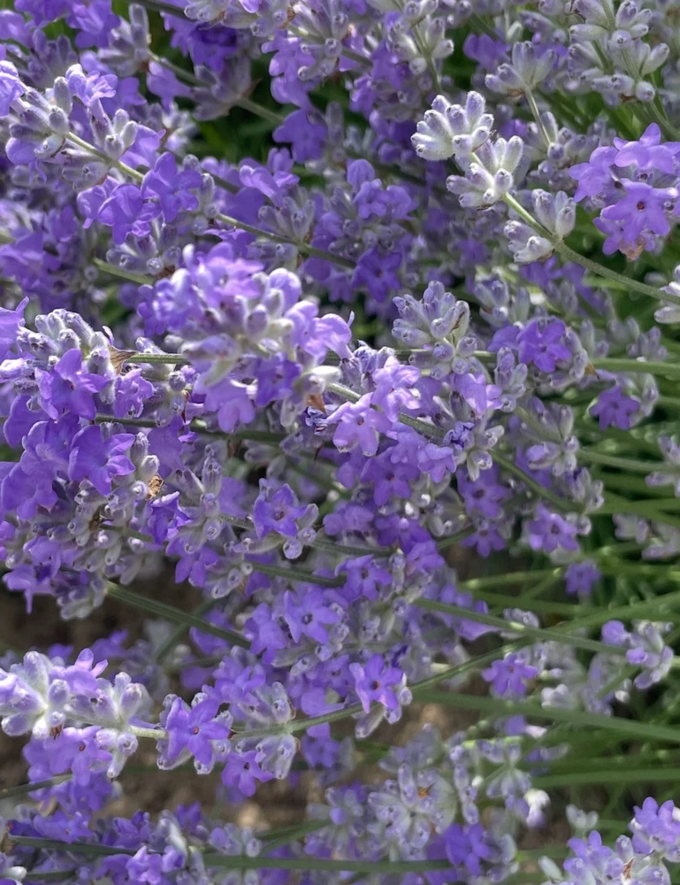 Image uploaded by Olga