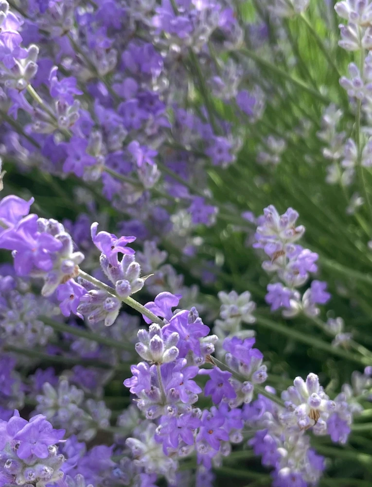 Image uploaded by Olga