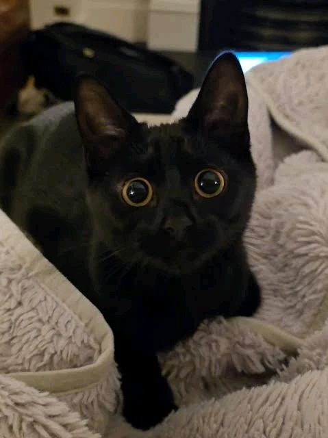 GIF uploaded by 𝓢𝓮𝓻𝓮𝓷 • 𝓢𝓮𝓻𝓮𝓷𝓭𝓲𝓹𝓲𝓽𝔂