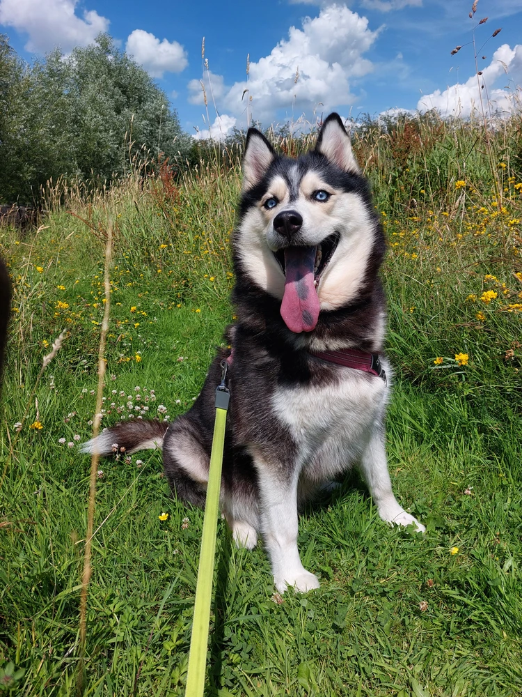 Afbeelding geüpload door Robin Wouda